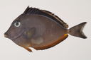 Naso_lituratus_64_0_mm_SL_Moorea-F-06-001_MBIO30.JPG