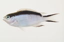 Pomachromis_fuscidorsalis_47_9_mm_SL_Moorea-F-06-012_MBIO959.JPG