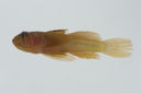 Priolepis_semidoliatus_17_7__mm_SL-JTWilliams-GAM-133_GAM-2010-06_20101001_032917.JPG