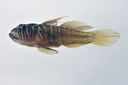 Priolepis_semidoliatus_19_9_mmSL_SCIL-237_SCIL-2014-14_Photo_by_JT_Williams_2014-12-04_15-18-32.jpg