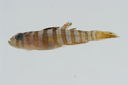 Priolepis_triops_15_0__mm_SL-JTWilliams-GAM-427-GAM-2010-17_20101005_015622.JPG