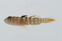 Priolepis_triops_15_7__mm_SL-JTWilliams-GAM-428-GAM-2010-17_20101005_020215.JPG