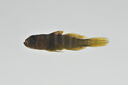 Priolepis_triops_lateral_17_mmSL_MARQ-448_JTWilliams_MARQ-2011-33_2011-11-10_16-33-54.jpg