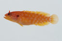 Pseudogramma_xanthum_35_4_mm_SL-JTWilliams-GAM-349_GAM-2010-15_20101003_161138.JPG