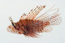 Pterois_antennata_77_1_mm_SL-JTWilliams-GAM-639-GAM-2010-35_20101009_205014.JPG