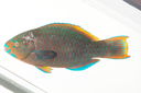 Scarus_altipinnis_190__mm_SL_Moorea-F-06-020_MBIO1294.JPG