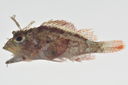 Scorpaenopsis_pusilla_lateral_20_mmSL_MARQ-224_JTWilliams_MARQ-2011-12_2011-10-30_18-33-58.jpg