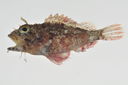 Scorpaenopsis_pusilla_lateral_24_mmSL_MARQ-223_JTWilliams_MARQ-2011-12_2011-10-30_18-27-50.jpg