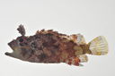 Scorpaenopsis_pusilla_lateral_54_mmSL_MARQ-270_JTWilliams_MARQ-2011-16_2011-11-01_18-28-39.jpg