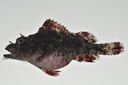 Scorpaenopsis_vitapinna_61_mmSL_MARQ-124_JTWilliams_MARQ-2011-04_2011-10-27_20-46-33.jpg