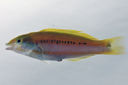 Thalassoma_lutescens_68_9_mmSL_SCIL-0109_SCIL-2014-07_Photo_by_JT_Williams_2014-12-01_15-38-07.jpg